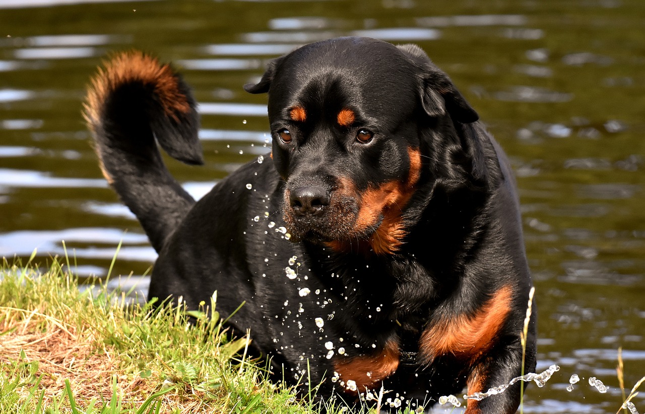 Tips for Organizing a Pet-Friendly Meetup